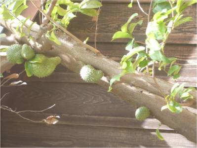 Soursop Tree