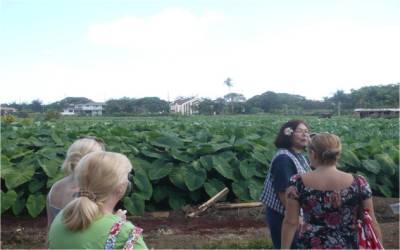Taro Fields